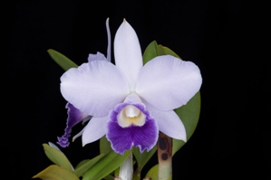 Cattleya Mini Blue Star SVO Blues HCC/AOS 78 pts.